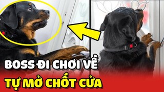 Chú chó TỰ MỞ CHỐT CỬA sau khi ĐI CHƠI VỀ khiến cô Sen ngỡ ngàng 😂 | Yêu Lu