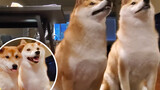 【Animal Circle】【How smart are shibas】CET is cake!