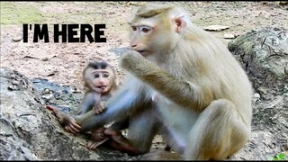 Hey...​Mom... I'm Here!!, Poor Baby Monkey Rex​ Beg Mom, Very Adorable Baby Monkey High Activity