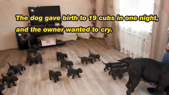 Anjing melahirkan 19 ekor anak dalam semalam