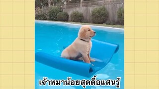 เพื่อนตัวน้อยแสนซน : เจ้าหมาน้อยสุดดื้อแสนรู้