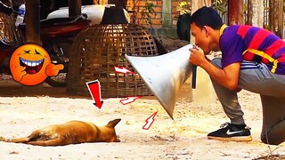 Biggest horn vs Prank Real Dog Sleep Make You Unstoppable Laughing