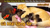 Gà Mái Há Hốc Miệng khi thấy mèo làm Mẹ Nuôi của Đàn Gà Con || Review Giải Trí Đời Sống