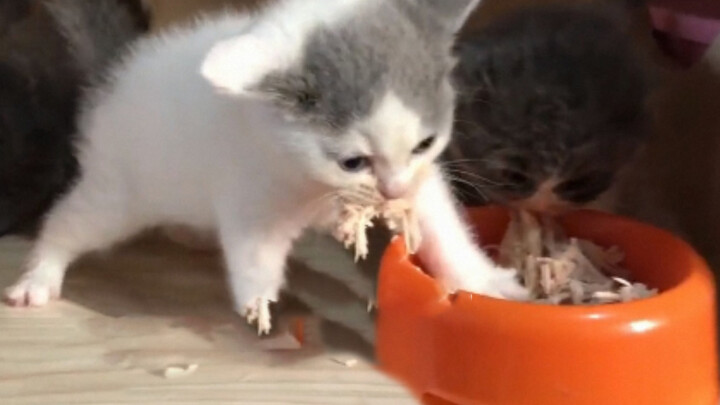 Kucing|Pasukan Kucing Makan