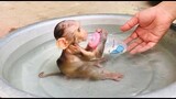 Baby Monkey TONY Diving and Drink Milk