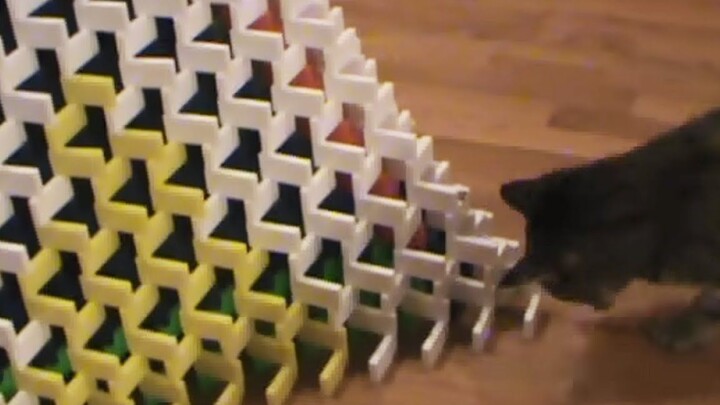 12.000 domino yang saya buat dalam 8 jam dihancurkan oleh kucing! Mencengangkan!