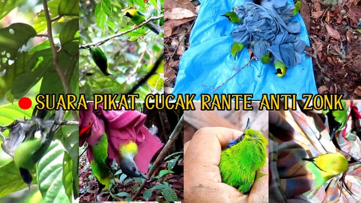 sering gunakan dan dibuktikan ampuh #KOMBINASI SUARABURUNG_RIBUT_TERBARU2021