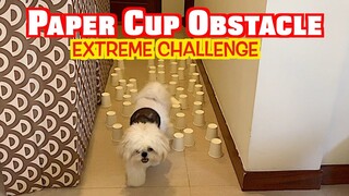 Dog's EXTREME Paper Cup Obstacle Challenge (Cute & Funny Shih Tzu Dog Video)