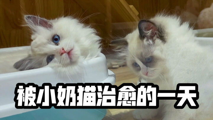 又是被小奶猫治愈的一天