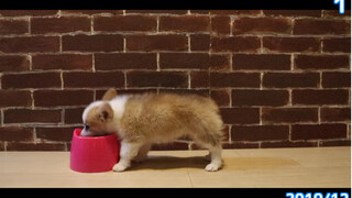 A Japanese netizen recorded the dog's eating moments for 300 days