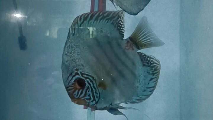 DISCUS FISH