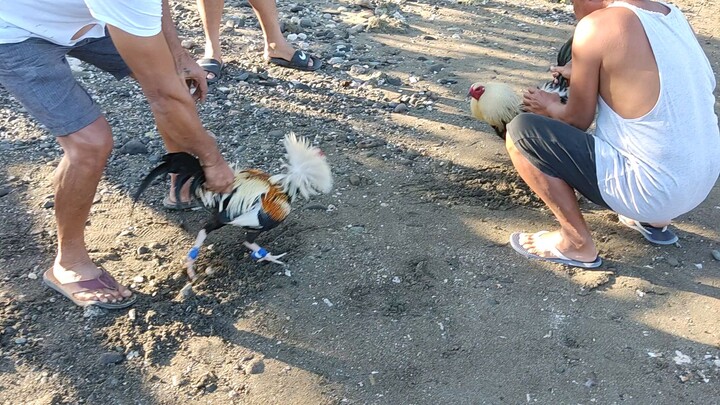 praktis bitaw before fight. black legged grey vs yellow legged grey hatch