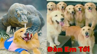 Thú Cưng TV | Trứng Vàng và Trứng Bạc #26 | Chó Golden Gâu Đần thông minh vui nhộn | Pets smart dog