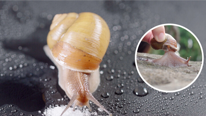 【Knowledge】Does salt melt snails into water? | The Invisible Citizens