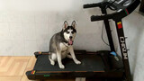 A Treadmill With a Ham Keeps a Husky Running All The Time