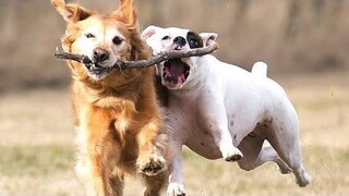 "Awesome Funny Animals' Life Videos - Funniest Pets"