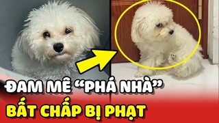 Chú chó Poodle với đam mê PHÁ NHÀ bất chấp mọi HÌNH PHẠT của Sen 😂 | Yêu Lu