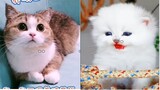 Những chú Chó Mèo siêu hài hước và đáng yêu *** Hot Tik Tok *** #25