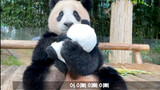Panda Palace. Fubao Taking Care Of Baby. Is It A Good Mother?