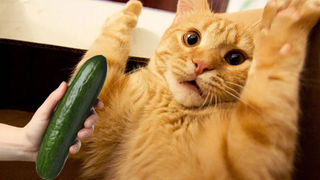 แตงกวาทำให้แมวตกใจ Cats vs Cucumber Compilation โรงละครสัตว์เลี้ยง