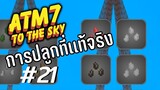 ตอน 21 ต้นไม้เขาปลูกกันเเบบนี้ - All the Mods 7 To the Sky