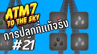 ตอน 21 ต้นไม้เขาปลูกกันเเบบนี้ - All the Mods 7 To the Sky