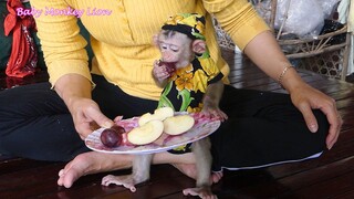 Very Handsome Lovely Baby Lion Sit On Mom Eating Red Grapes & Apple Fruit Look So Delicious