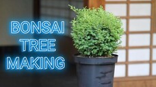 BONSAI TREE MAKING