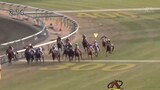 When real horse racing has elements of Uma Musume: Pretty Derby...