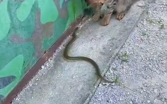 Reaksi kucing sama dengan reaksi ular. . tergigit