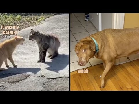 Cats Battle Into Ocean (Funny Animal Voiceovers)