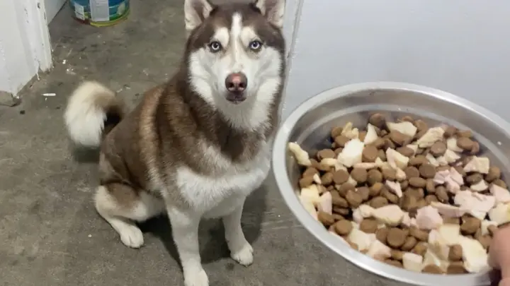 What would a husky react when its food is taken away