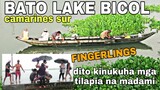 GANDA sa BATO LAKE | BICOL DAMING WATER LILY at Fingerlings