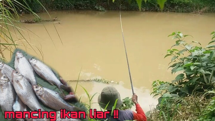 Mancing ikan ALAMI Liar, di spot air keruh, STRIKE BANYAK !!!