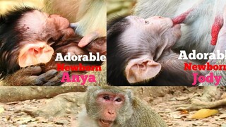 Adorable Newborn Monkey Jody & Anya Have Same Style For Their Feeding Milk,Baby Jody Grow Up So Fast