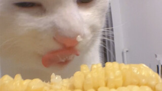 沉浸式啃玉米的喵那么可爱的猫猫肯定没有丑照