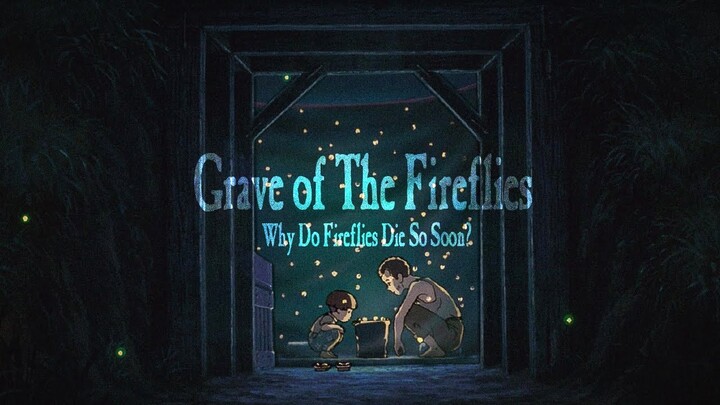 Grave of The Fireflies // Why Do Fireflies Die So Soon?