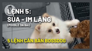 Lệnh 5: Sủa/Im lặng - ôn bài cho Poodle và Pomeranian | Huấn luyện chó cơ bản BossDog