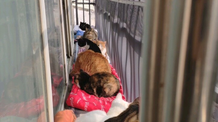 Lama tidak ke balkon, sekarang balkon sudah menjadi sarang kucing