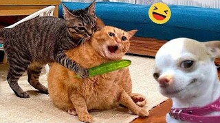 Funniest Animals 2024 🤣 Best Cats and Dogs Videos 😹🐶 Part 8