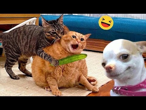 Funniest Animals 2024 🤣 Best Cats and Dogs Videos 😹🐶 Part 8