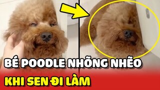 Cuộc chia tay đầy "NƯỚC MẮT" của bé chó Bơ và cô chủ mỗi khi ĐI LÀM 😅 | Yêu Lu