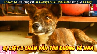 Cảm Động Chú Chó Bị Liệt 2 Chân Vẫn Cố Lết Tìm Được Đường Về Nhà || Review Giải Cứu Động Vật