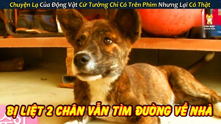 Cảm Động Chú Chó Bị Liệt 2 Chân Vẫn Cố Lết Tìm Được Đường Về Nhà || Review Giải Cứu Động Vật