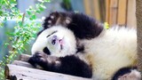 【Panda He Hua】Hua Hua Wants to Sleep