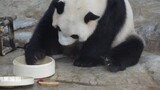 Panda Raksasa|Gong Gong