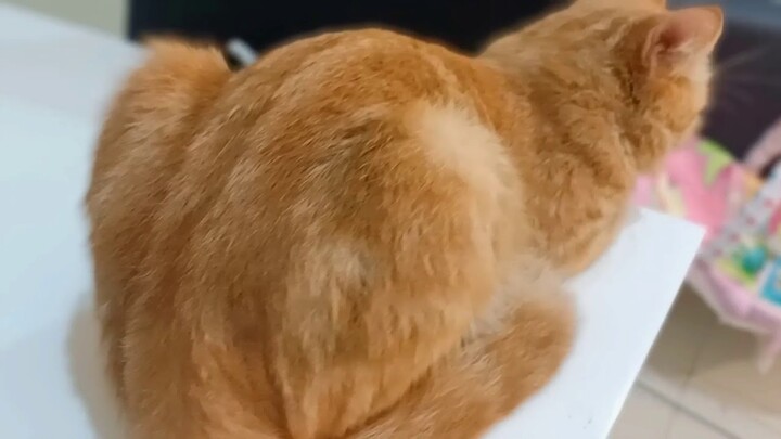 Kucing Teler!!! Selesai di Steril
