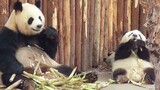 Panda Learning How to Eat Bamboo Shoots With Mama