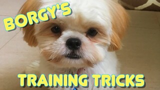 Shih Tzu Puppy's Training Tricks - So Cute!