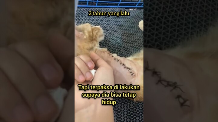 MENGENANG 2 TH LALU KEJADIAN YANG MENIMPA KUCING TOM DAN LIHAT DIA SEKARANG